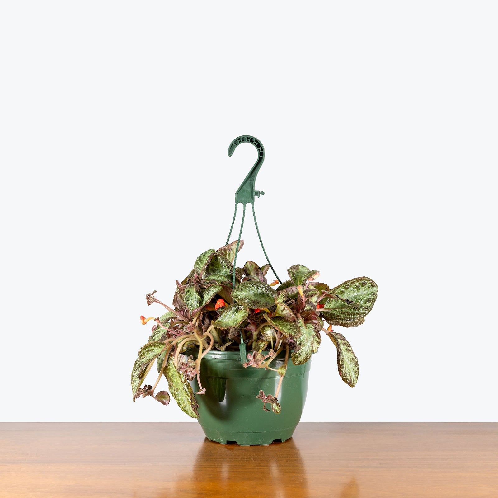 Episcia Silver Sheen | Care Guide and Pro Tips - Delivery from Toronto across Canada - JOMO Studio