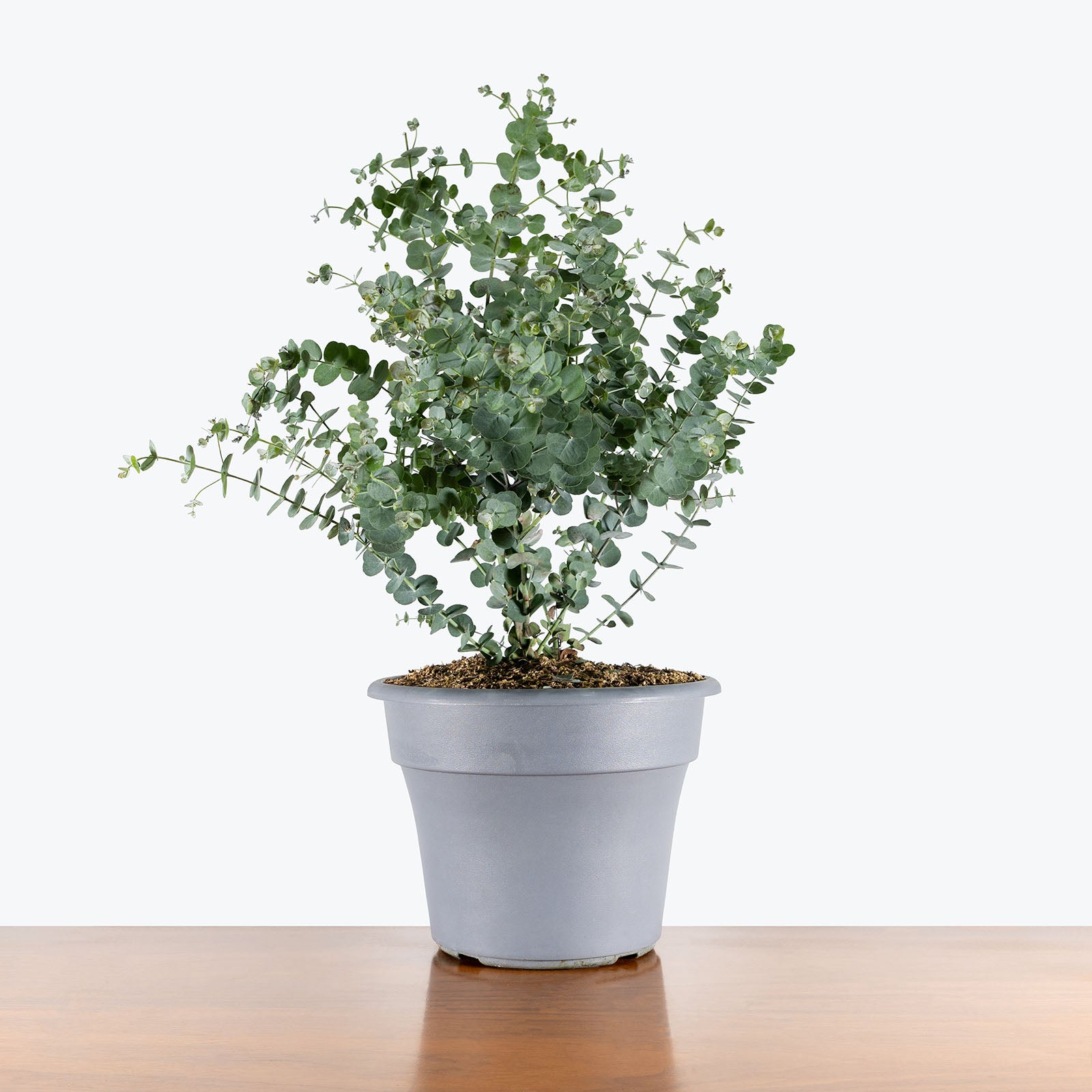 Eucalyptus Plant | Care Guide and Pro Tips - Delivery from Toronto across Canada - JOMO Studio