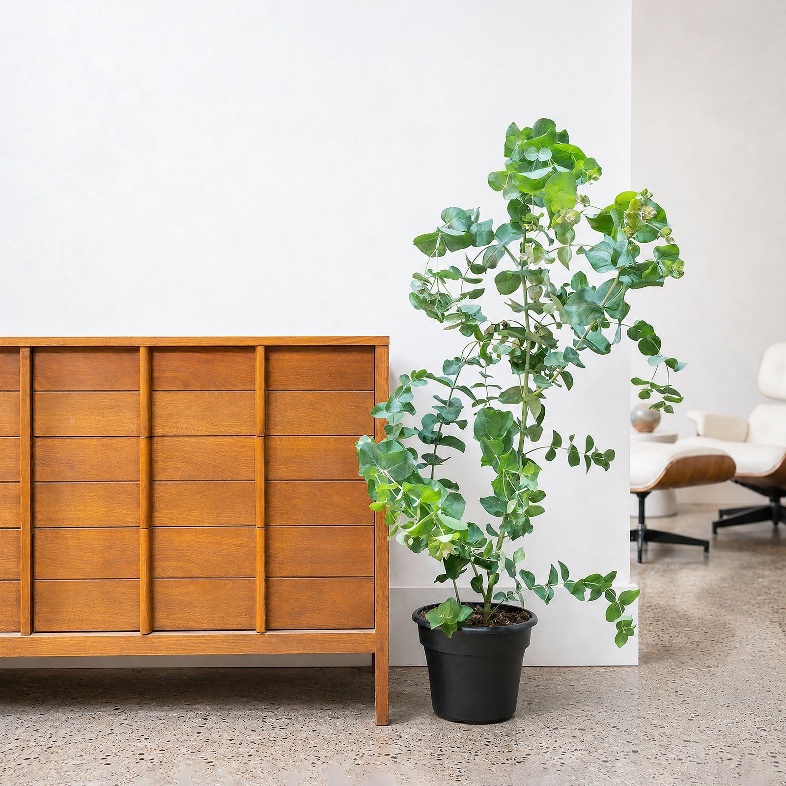 Eucalyptus Plant | Care Guide and Pro Tips - Delivery from Toronto across Canada - JOMO Studio