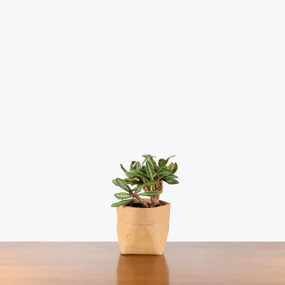 Euphorbia Francoisii | Care Guide and Pro Tips - Delivery from Toronto across Canada - JOMO Studio