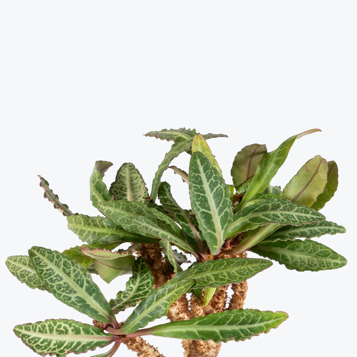 Euphorbia Francoisii | Care Guide and Pro Tips - Delivery from Toronto across Canada - JOMO Studio