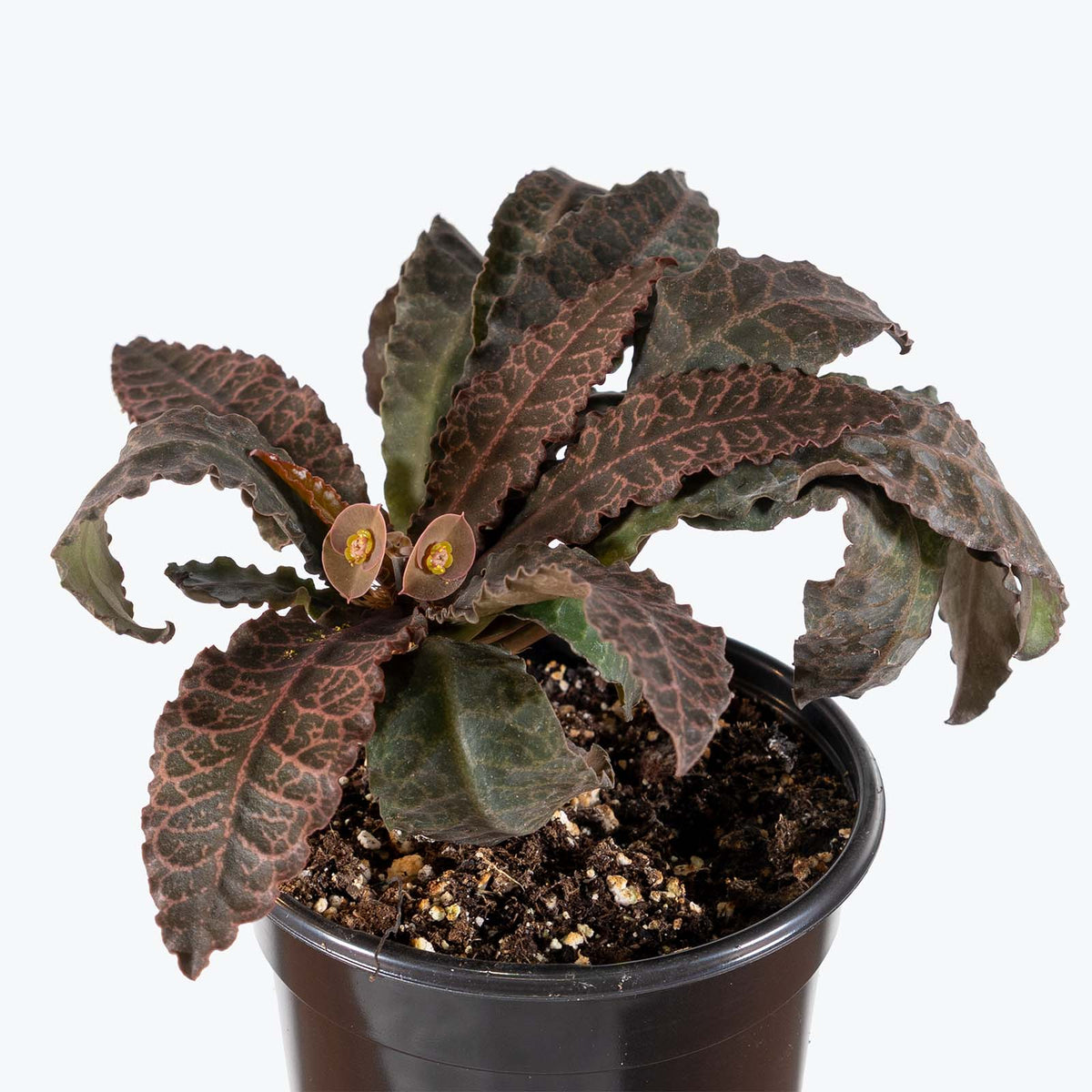 Euphorbia Francoisii | Care Guide and Pro Tips - Delivery from Toronto across Canada - JOMO Studio