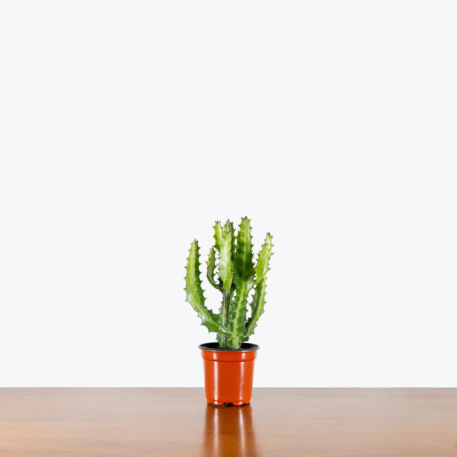 Euphorbia Lactea | Care Guide and Pro Tips - Delivery from Toronto across Canada - JOMO Studio