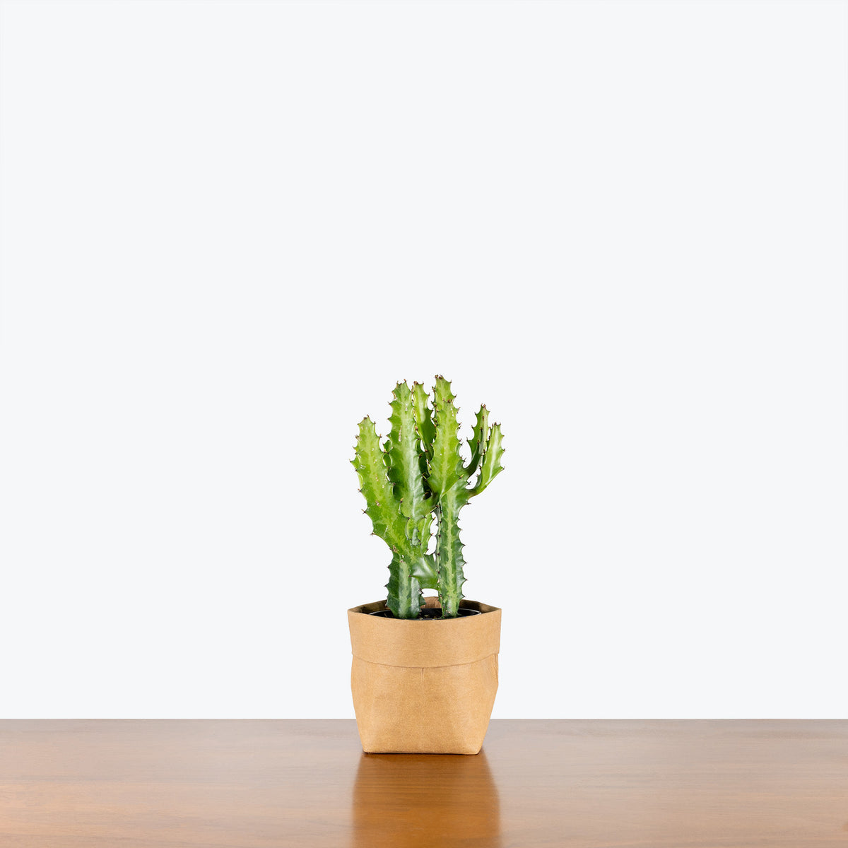 Euphorbia Lactea - House Plants Delivery Toronto - JOMO Studio