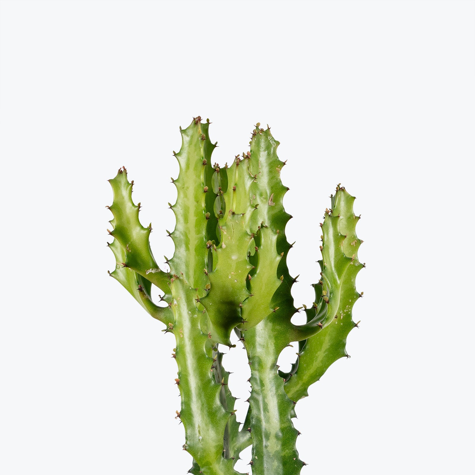 Euphorbia Lactea - House Plants Delivery Toronto - JOMO Studio