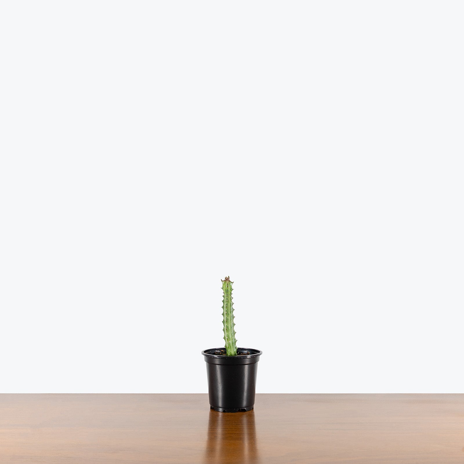 Euphorbia Lactea Red Tip | Care Guide and Pro Tips - Delivery from Toronto across Canada - JOMO Studio