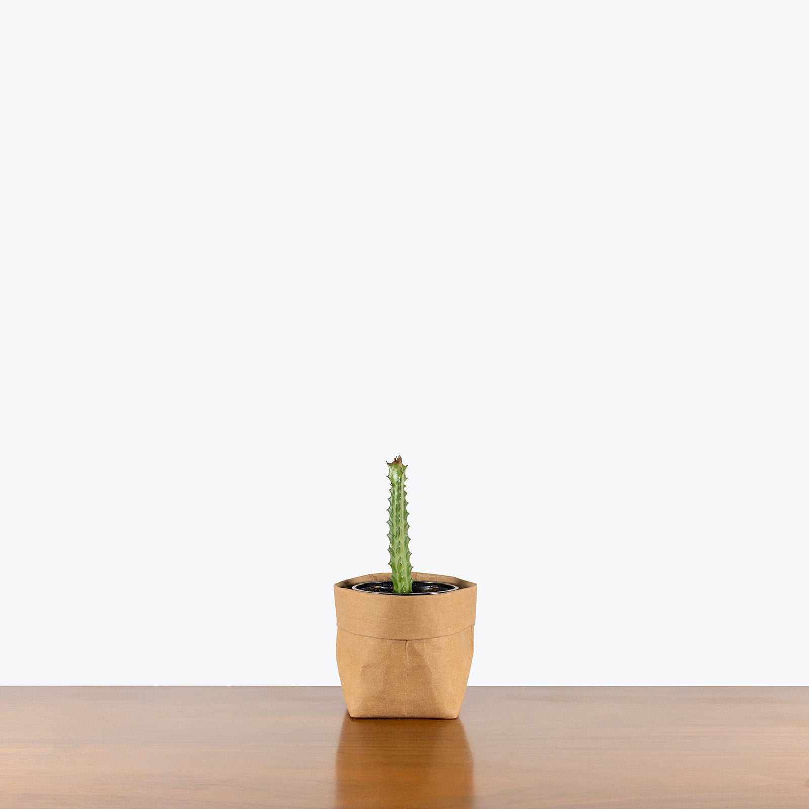 Euphorbia Lactea Red Tip | Care Guide and Pro Tips - Delivery from Toronto across Canada - JOMO Studio