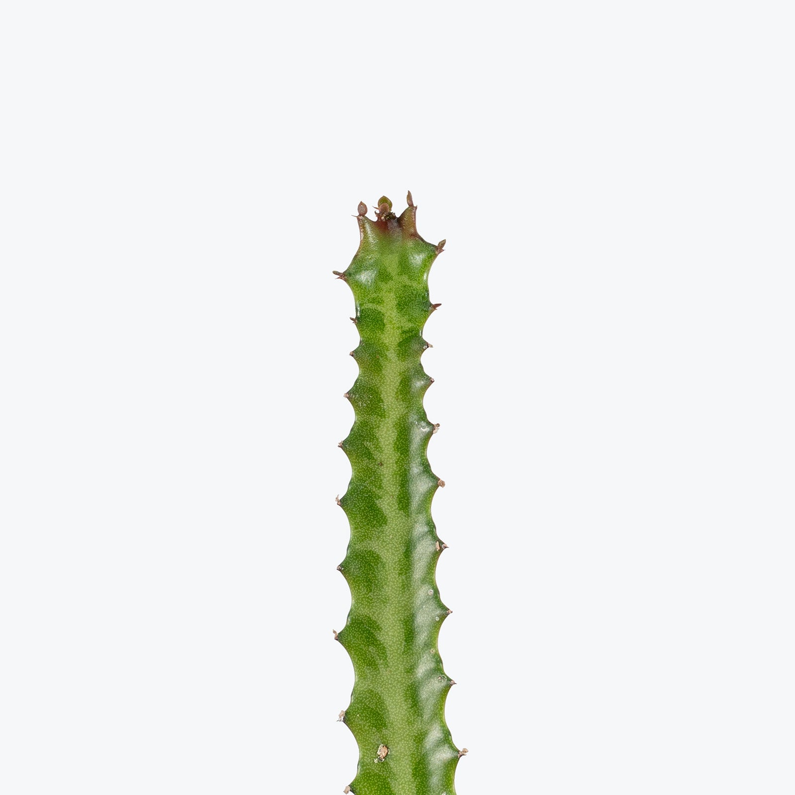 Euphorbia Lactea Red Tip | Care Guide and Pro Tips - Delivery from Toronto across Canada - JOMO Studio
