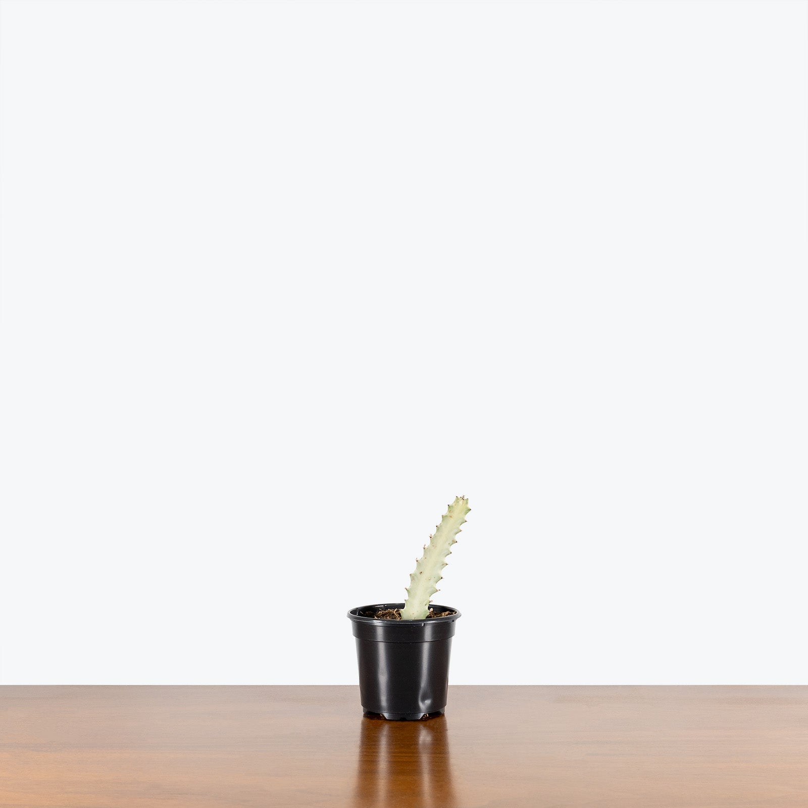 Euphorbia Lactea 'White Ghost' | Care Guide and Pro Tips - Delivery from Toronto across Canada - JOMO Studio