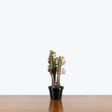 Euphorbia Trigona Rubra — 4" Pot