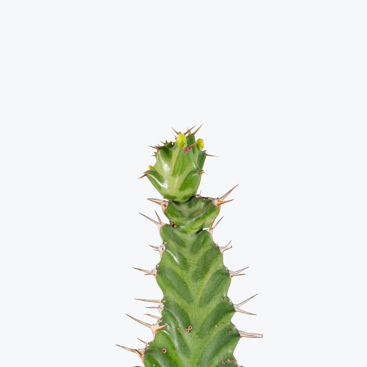 Euphorbia Virosa | Care Guide and Pro Tips - Delivery from Toronto across Canada - JOMO Studio