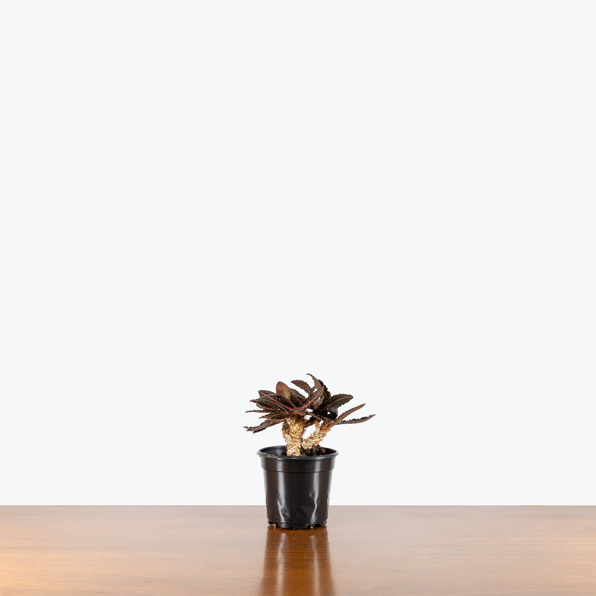 Euphorbia Francoisii | Care Guide and Pro Tips - Delivery from Toronto across Canada - JOMO Studio