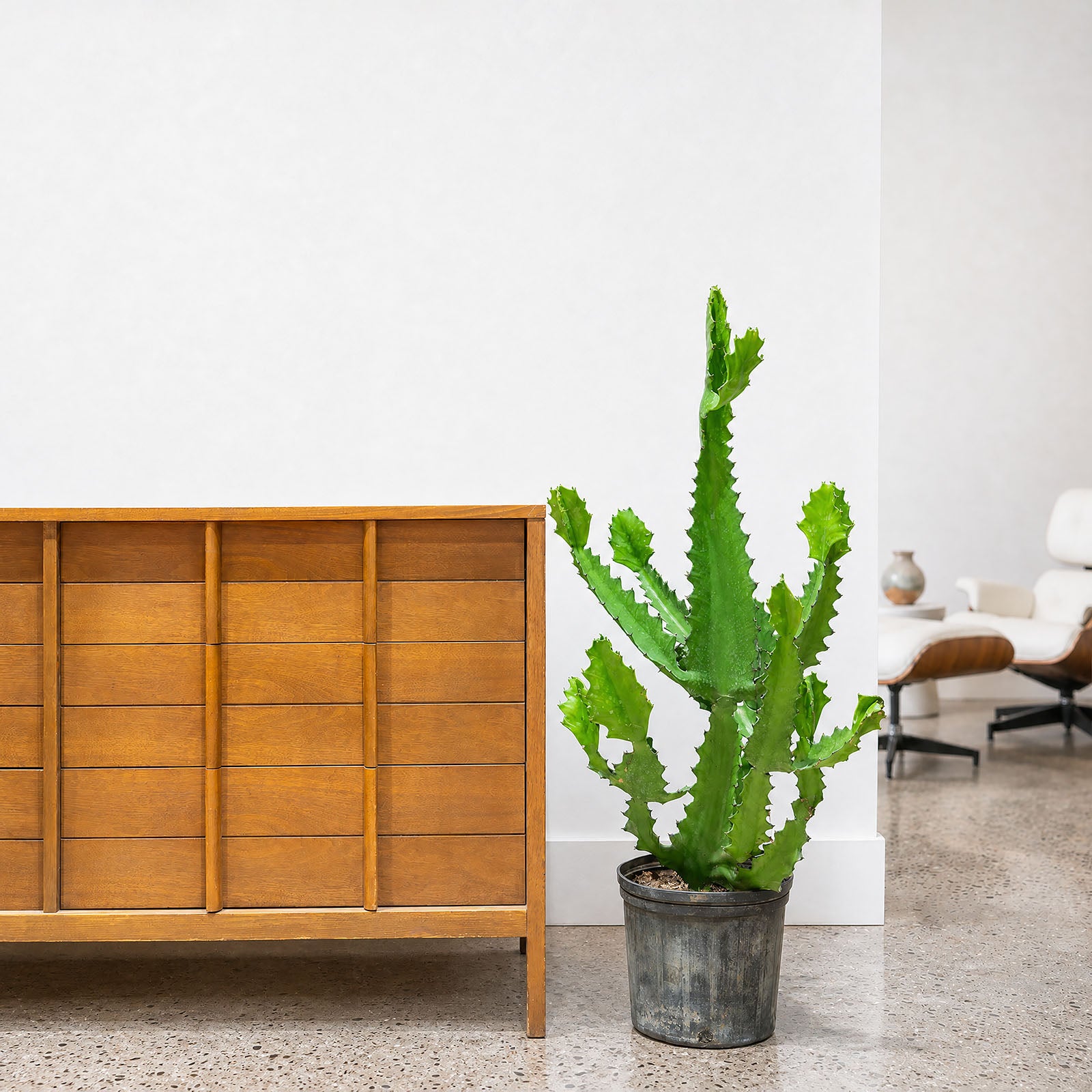 Euphorbia Lactea | Care Guide and Pro Tips - Delivery from Toronto across Canada - JOMO Studio