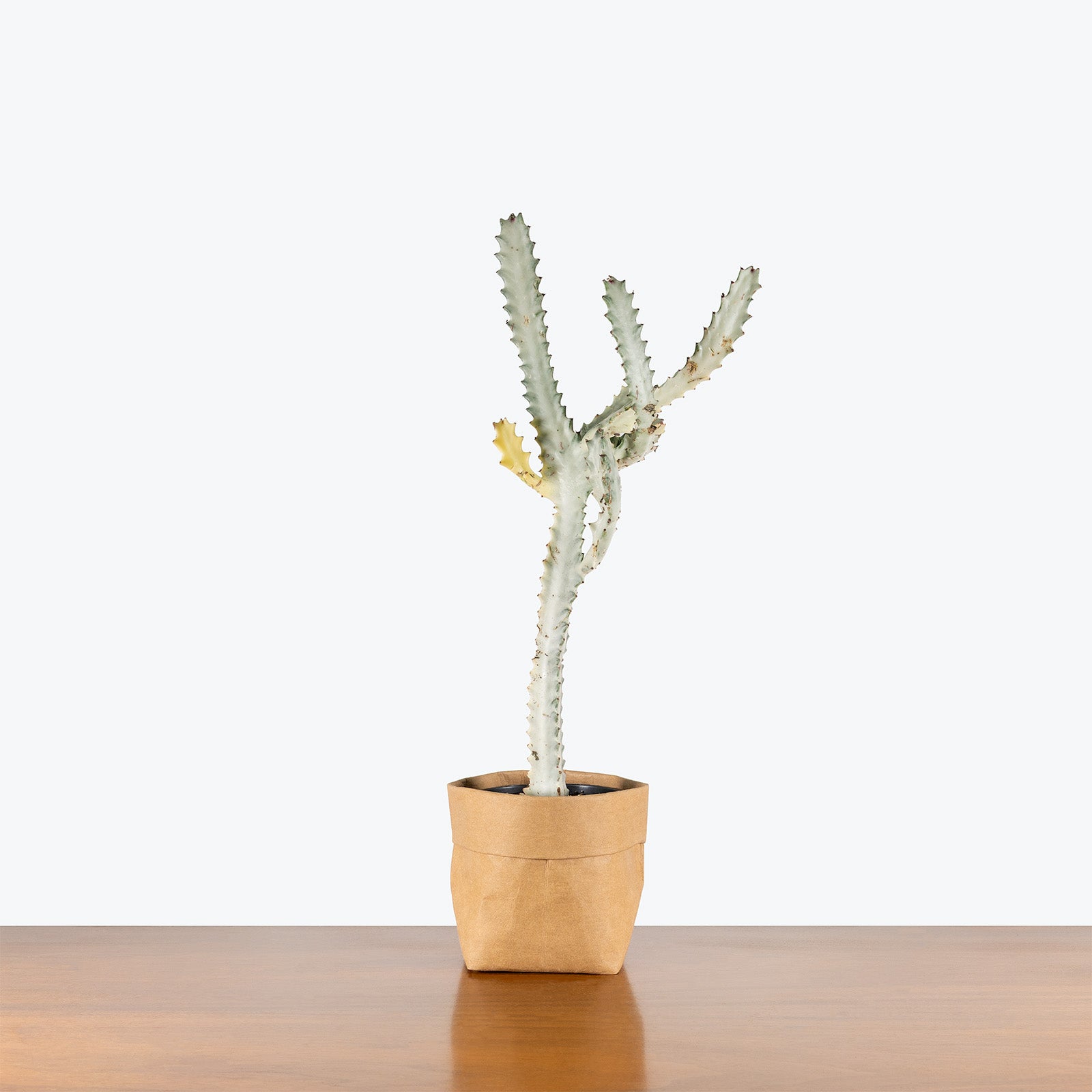 Euphorbia Lactea 'White Ghost' | Care Guide and Pro Tips - Delivery from Toronto across Canada - JOMO Studio