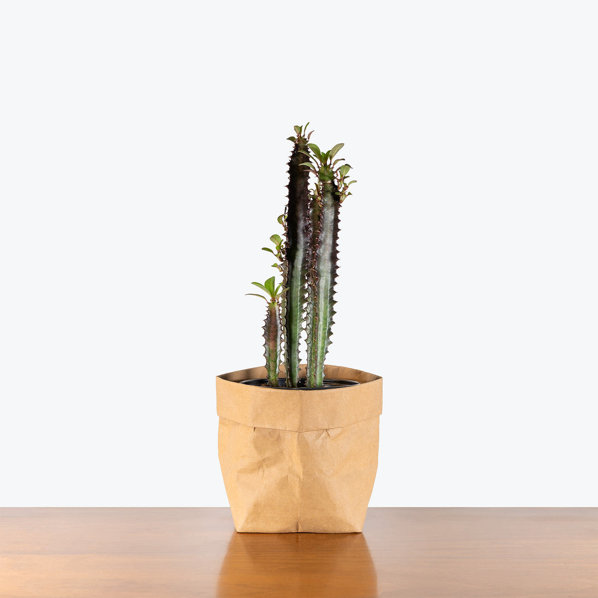 Euphorbia Trigona Rubra | Care Guide and Pro Tips - Delivery from Toronto across Canada - JOMO Studio