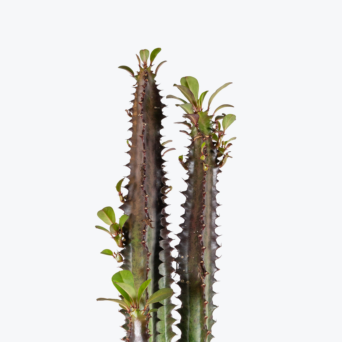 Euphorbia Trigona Rubra | Care Guide and Pro Tips - Delivery from Toronto across Canada - JOMO Studio