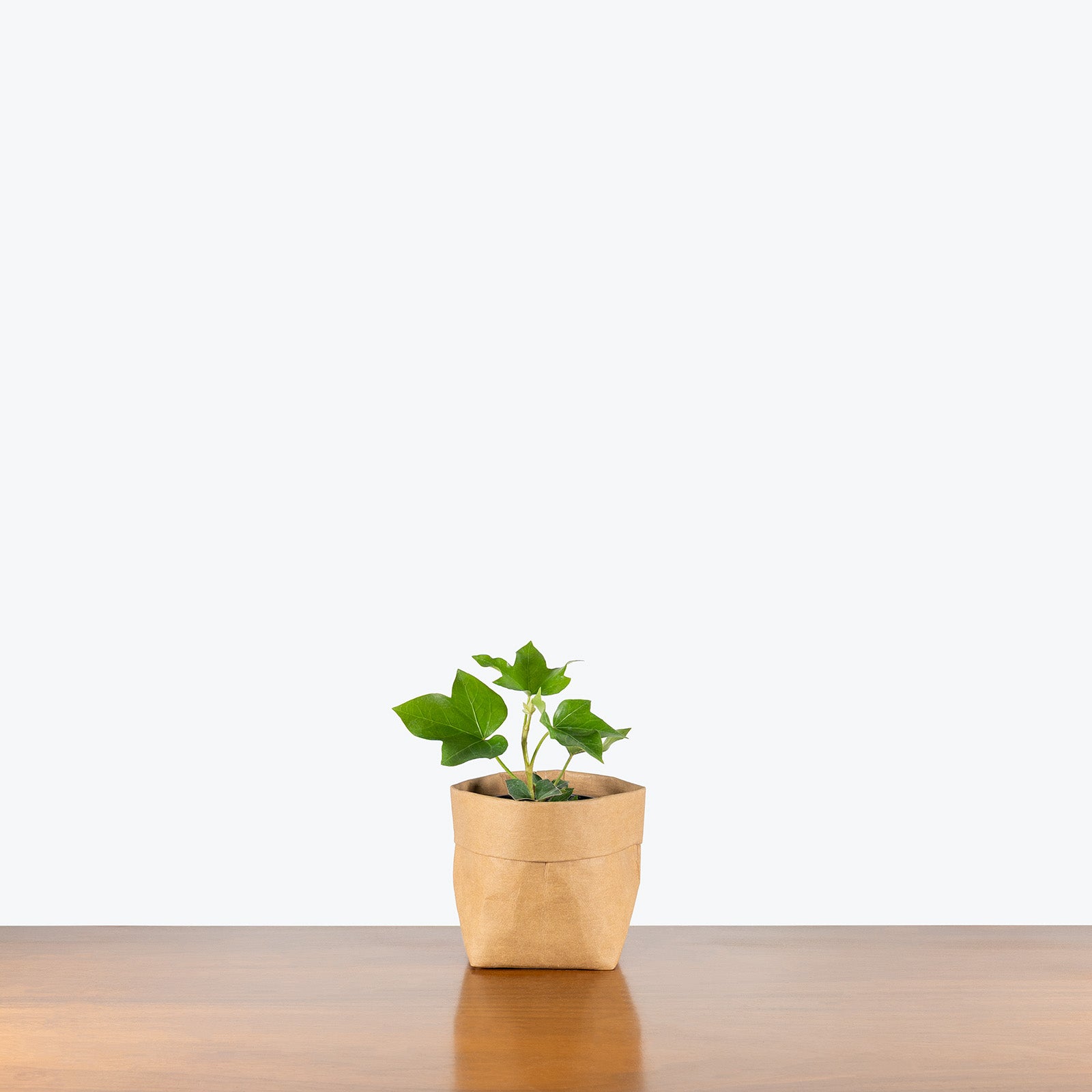 Fatshedera Lizei | Care Guide and Pro Tips - Delivery from Toronto across Canada - JOMO Studio