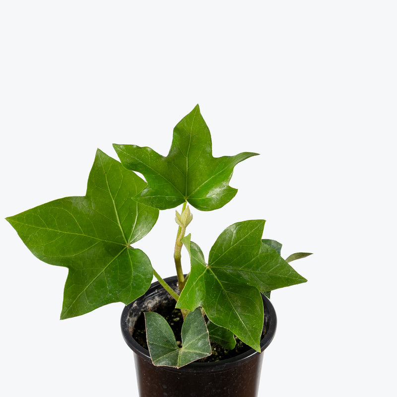 Fatshedera Lizei | Care Guide and Pro Tips - Delivery from Toronto across Canada - JOMO Studio