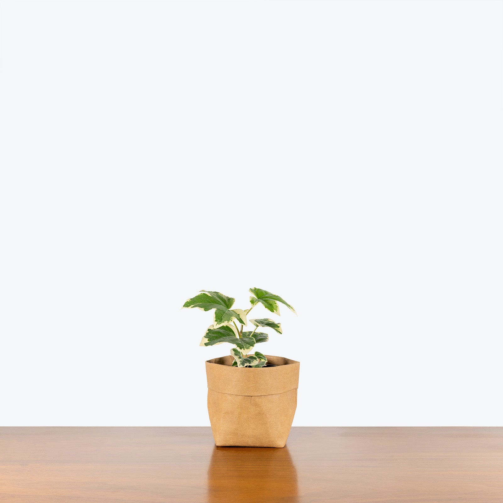 Fatshedera Variegated Pia | Care Guide and Pro Tips - Delivery from Toronto across Canada - JOMO Studio