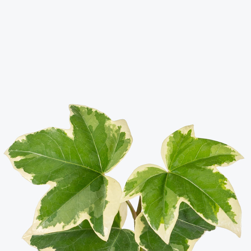 Fatshedera Variegated Pia - Tree Ivy - House Plants Delivery Toronto - JOMO Studio