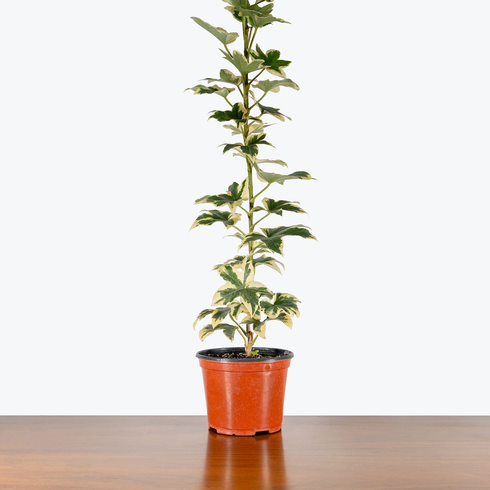 Fatshedera Variegated Pia | Care Guide and Pro Tips - Delivery from Toronto across Canada - JOMO Studio