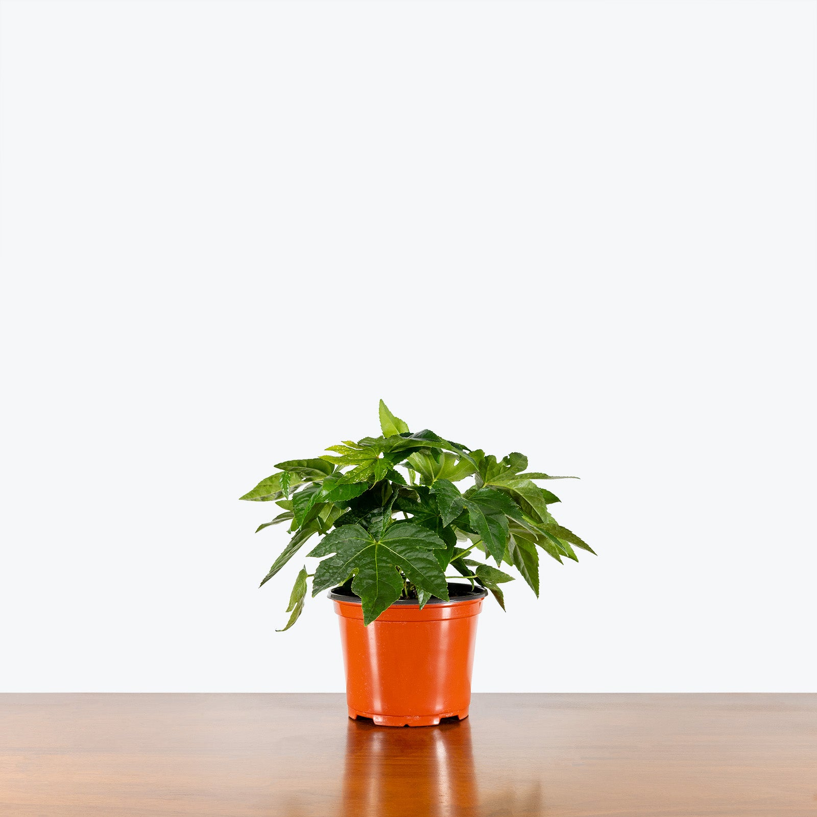 Fatsia Japonica - House Plants Delivery Toronto - JOMO Studio