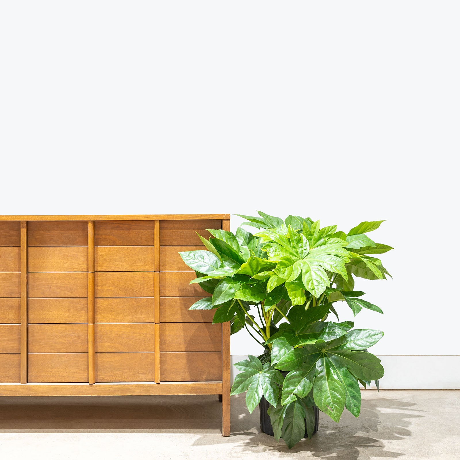Fatsia Japonica | Care Guide and Pro Tips - Delivery from Toronto across Canada - JOMO Studio