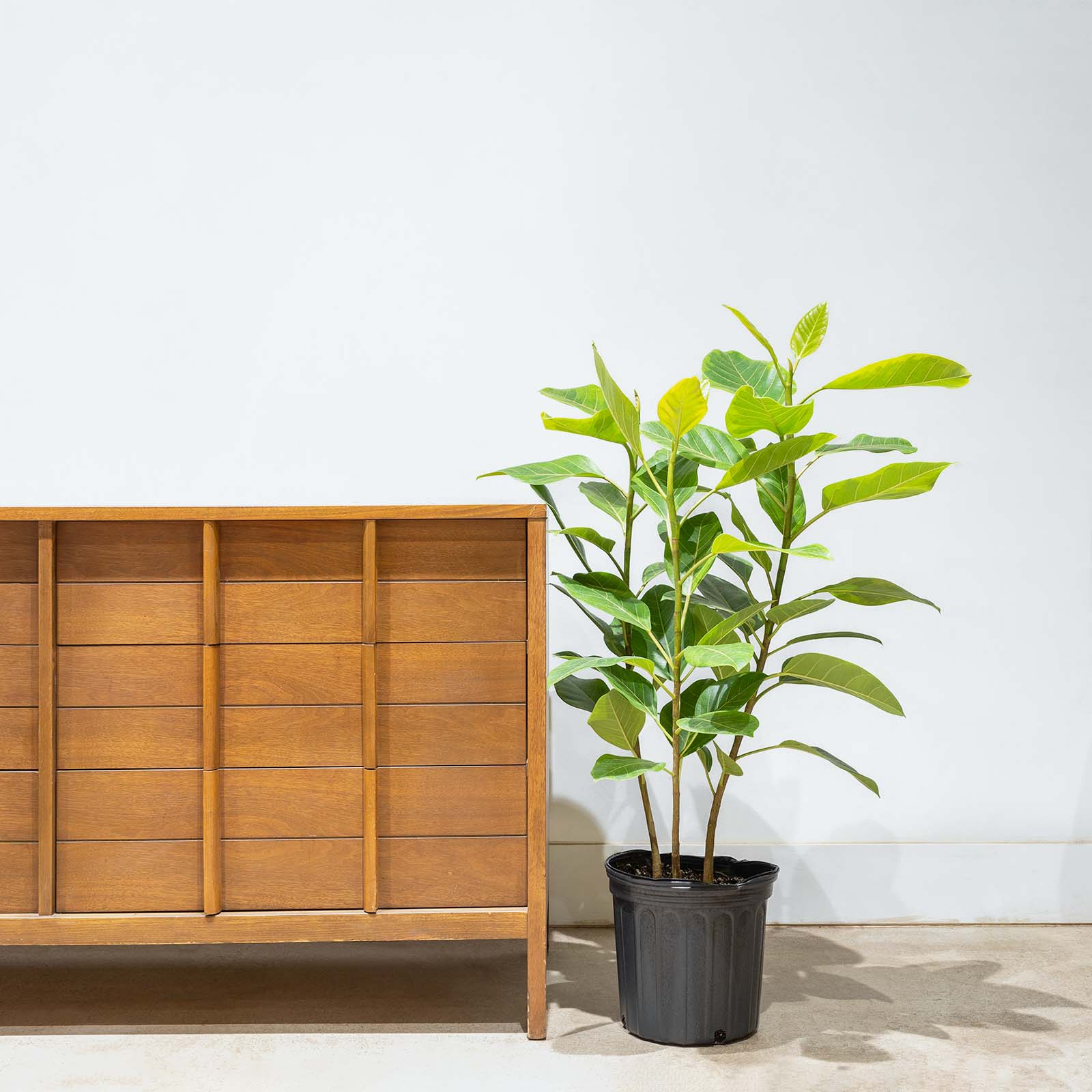 Ficus Altissima Yellow Gem | Care Guide and Pro Tips - Delivery from Toronto across Canada - JOMO Studio