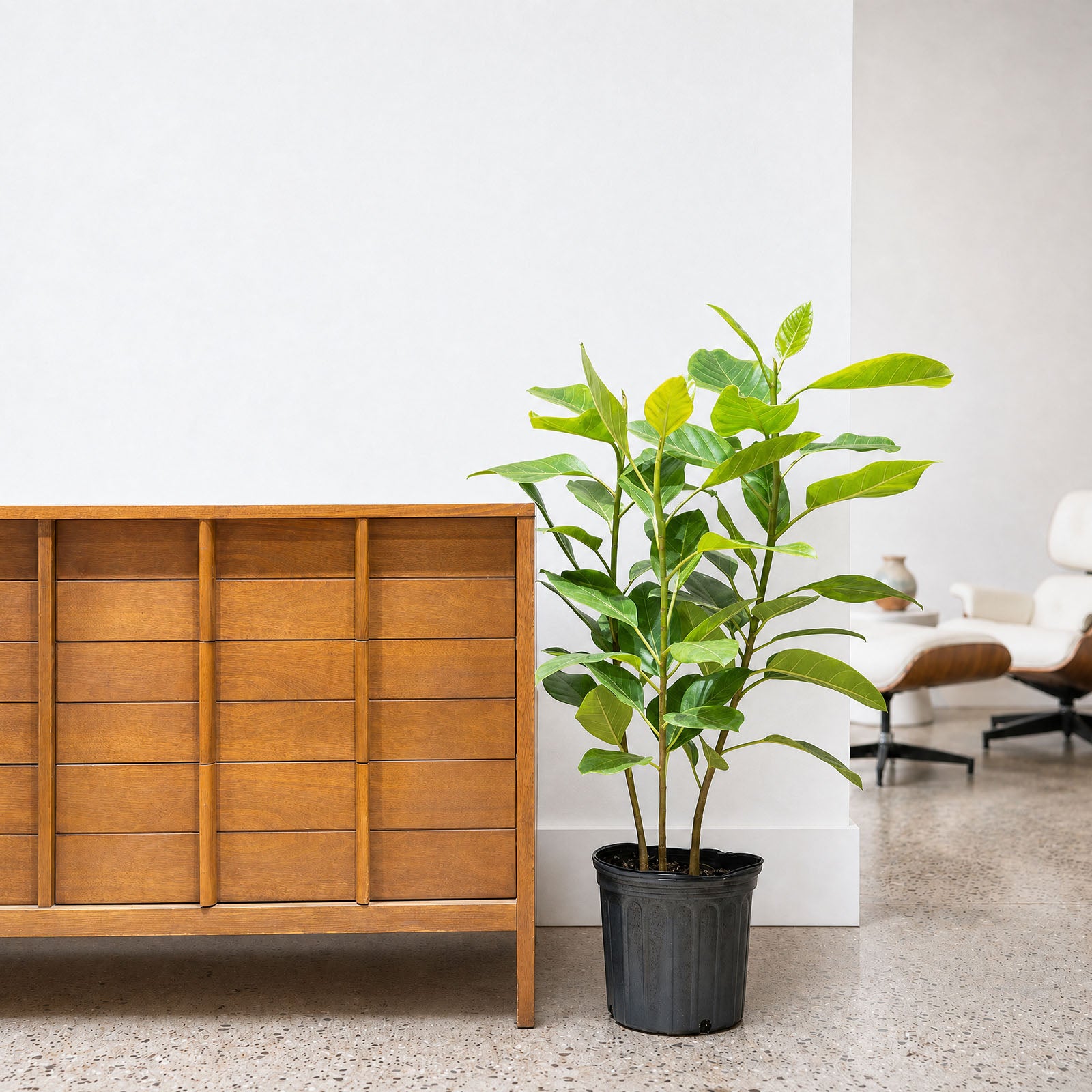 Ficus Altissima Yellow Gem | Care Guide and Pro Tips - Delivery from Toronto across Canada - JOMO Studio
