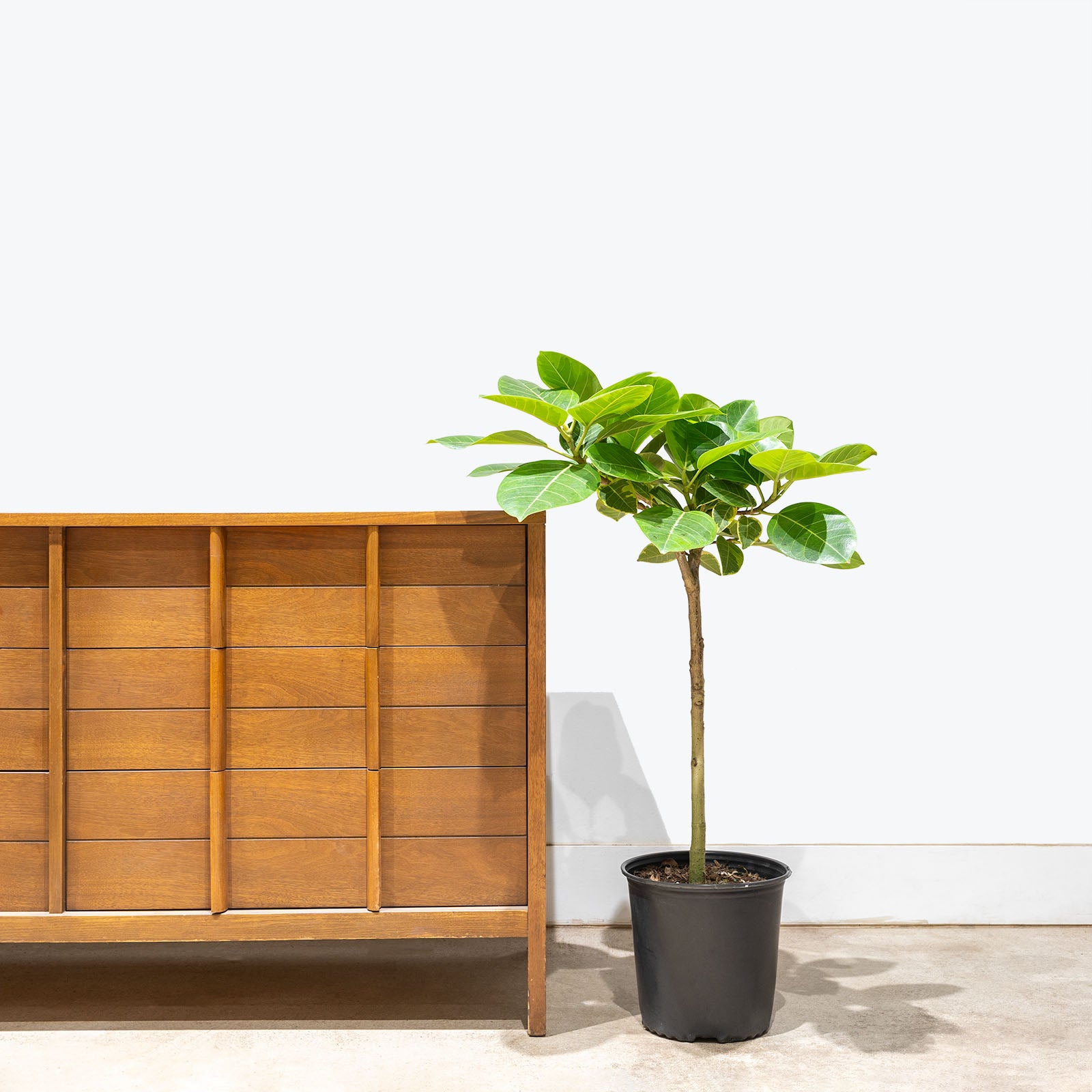 Ficus Altissima Yellow Gem | Care Guide and Pro Tips - Delivery from Toronto across Canada - JOMO Studio