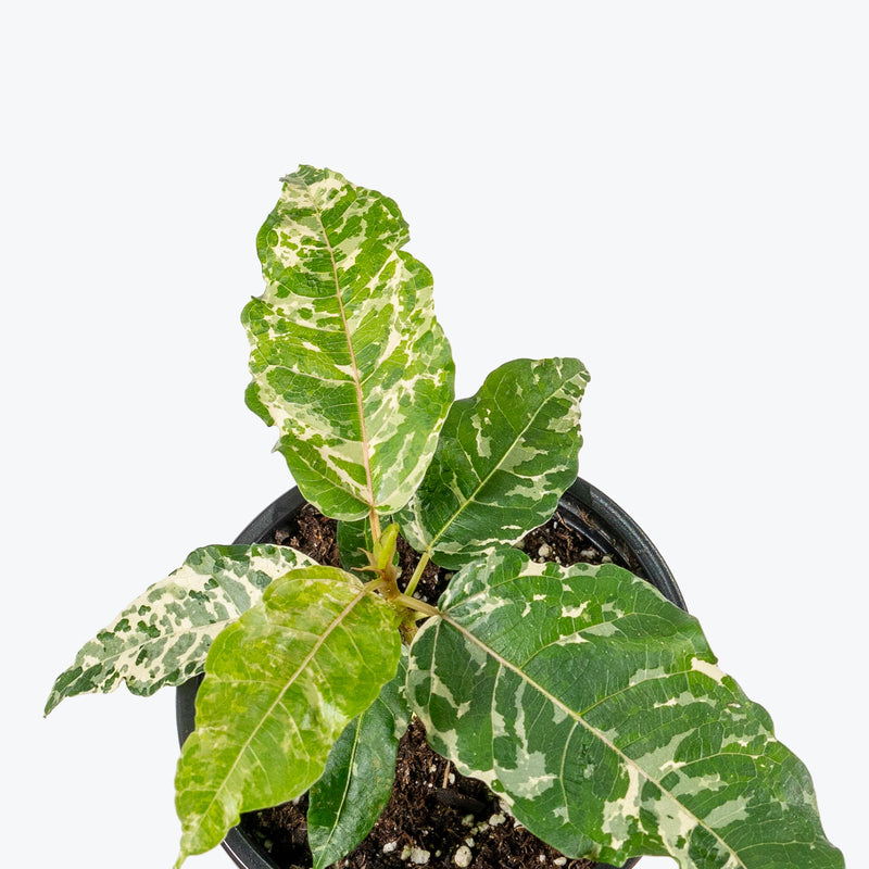 Ficus Aspera Variegata | Care Guide and Pro Tips - Delivery from Toronto across Canada - JOMO Studio