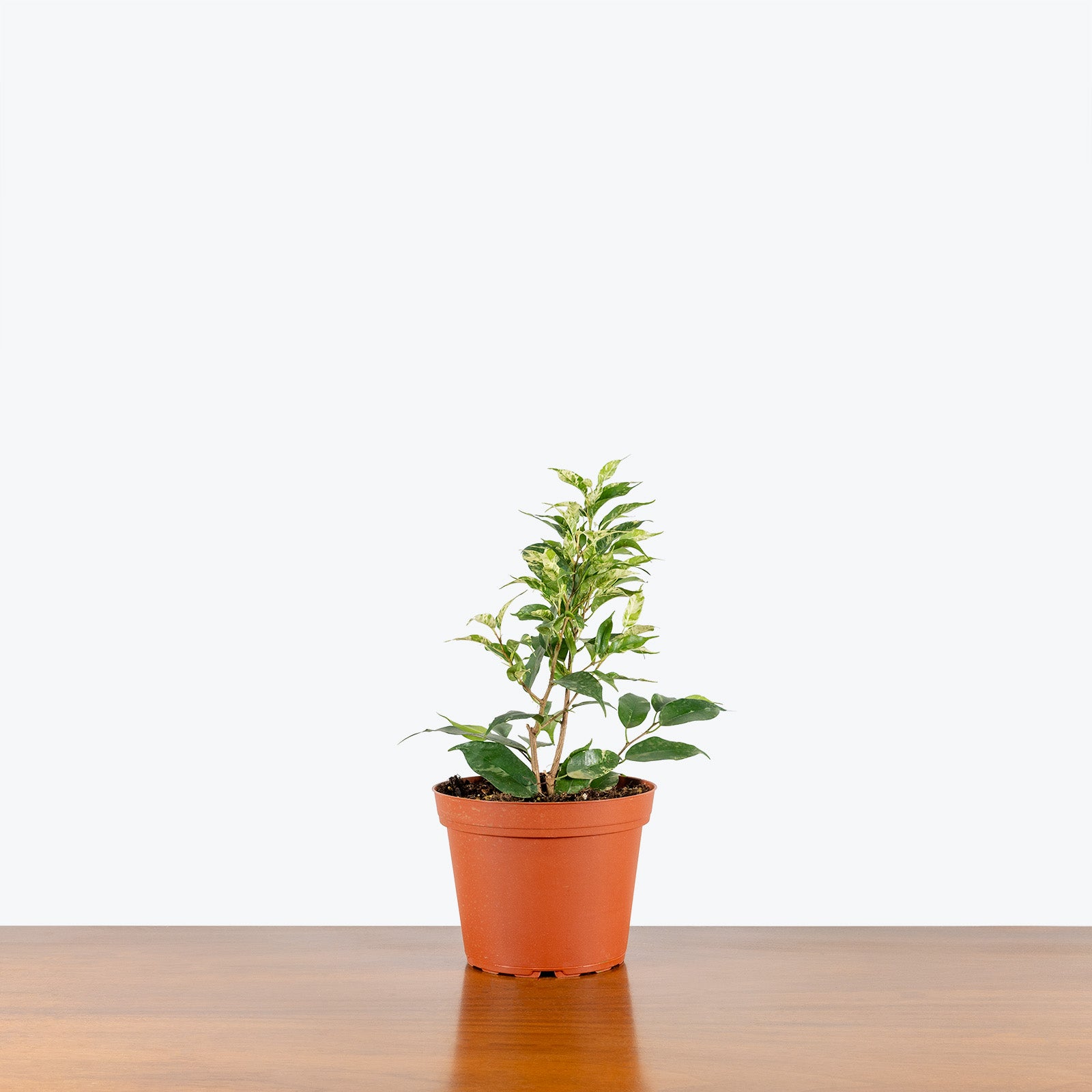 Ficus El Dorado - House Plants Delivery Toronto - JOMO Studio