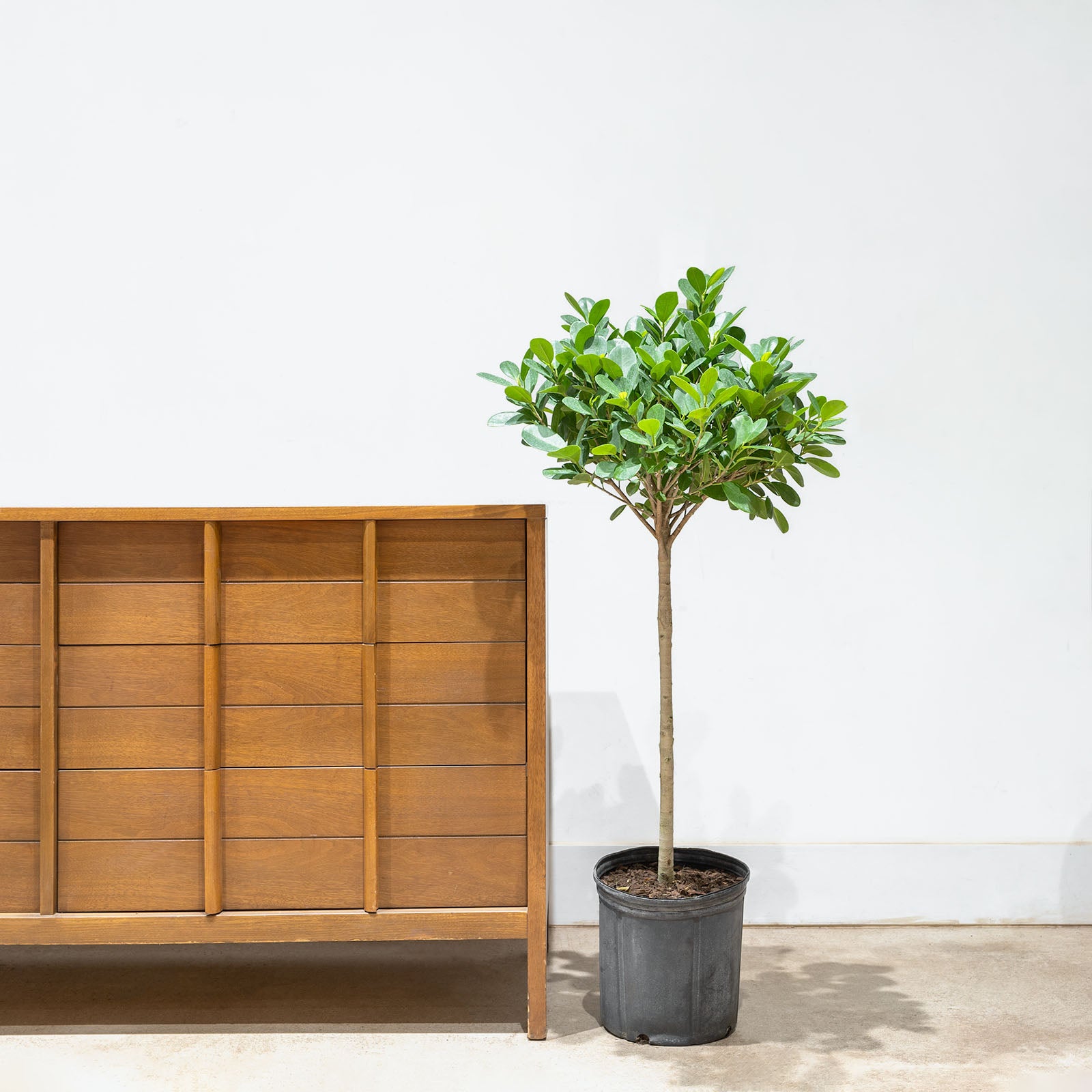 Ficus Moclame - House Plants Delivery Toronto - JOMO Studio