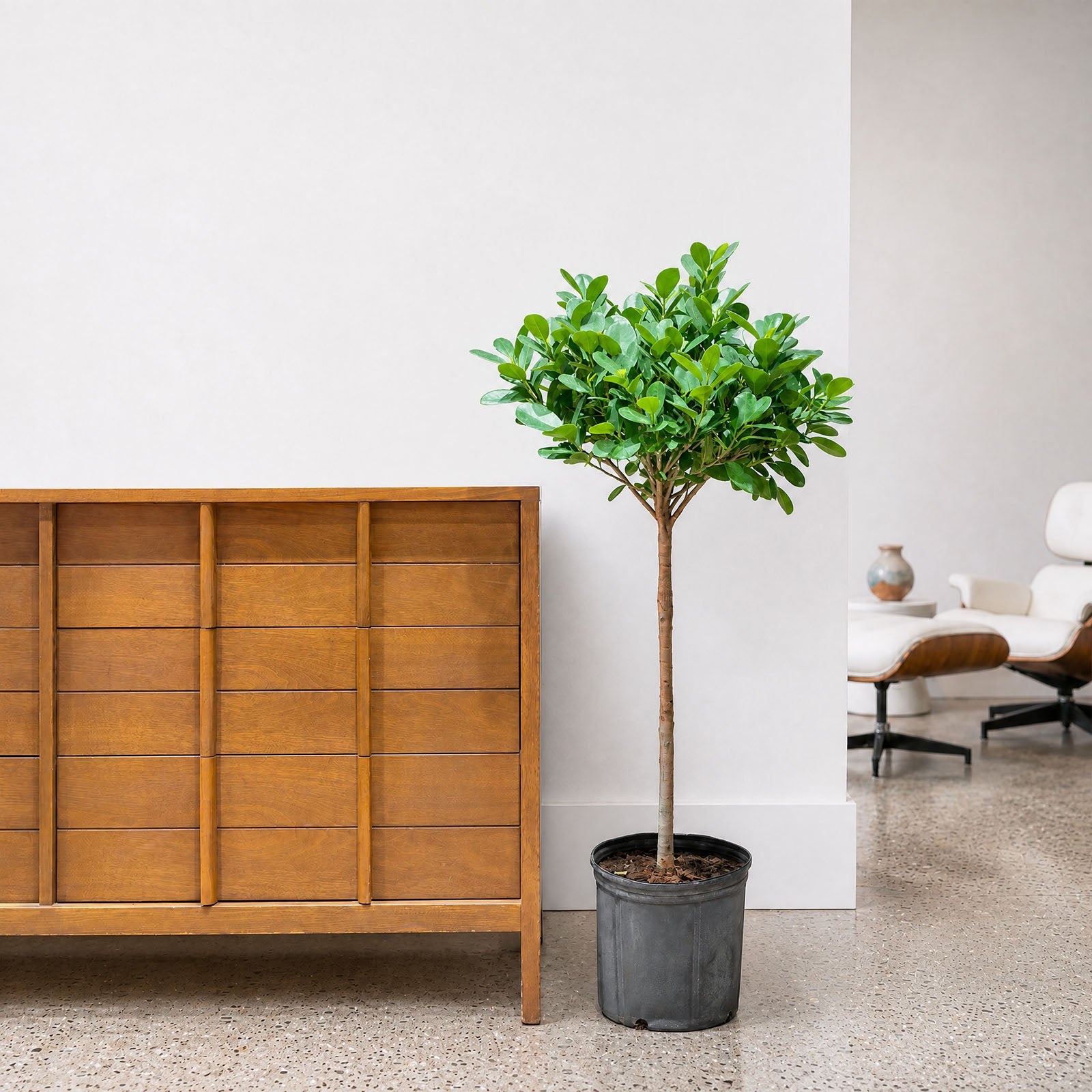 Ficus Moclame | Care Guide and Pro Tips - Delivery from Toronto across Canada - JOMO Studio