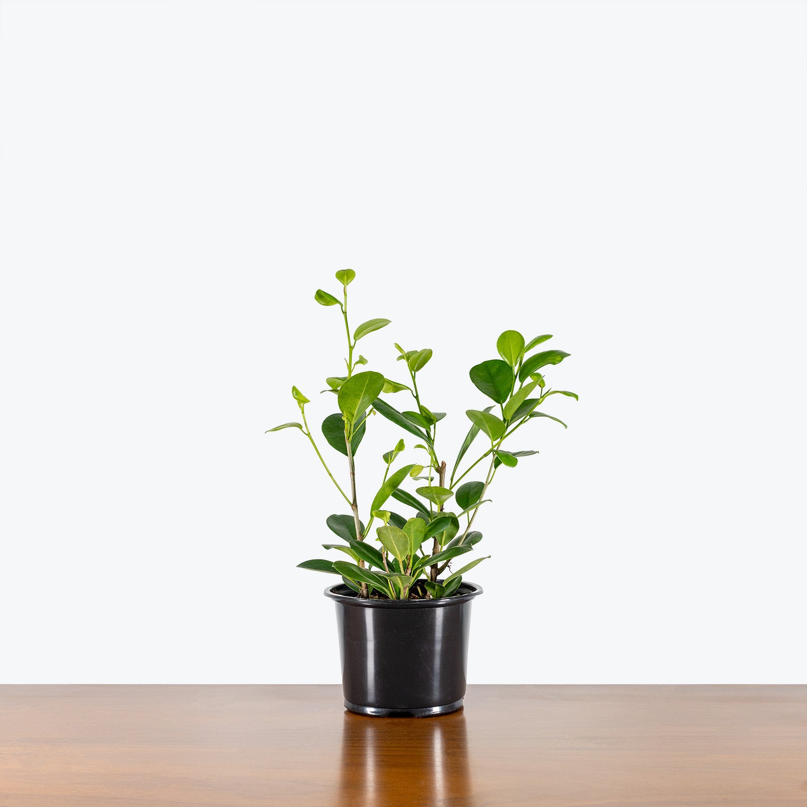 Ficus Moclame | Care Guide and Pro Tips - Delivery from Toronto across Canada - JOMO Studio