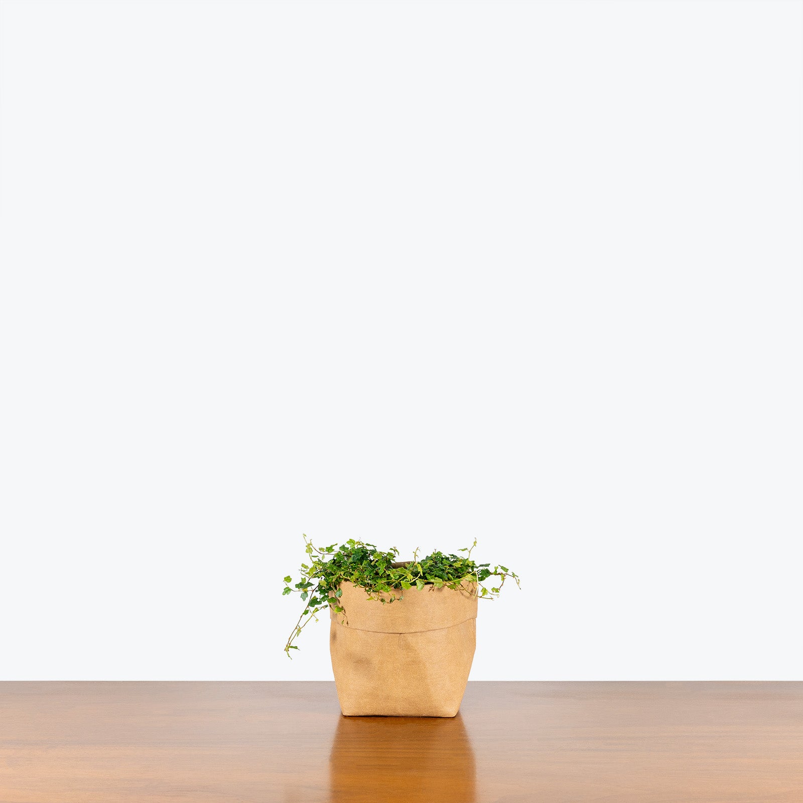 Ficus Pumila Quercifolia | String of Frogs | Care Guide and Pro Tips - Delivery from Toronto across Canada - JOMO Studio