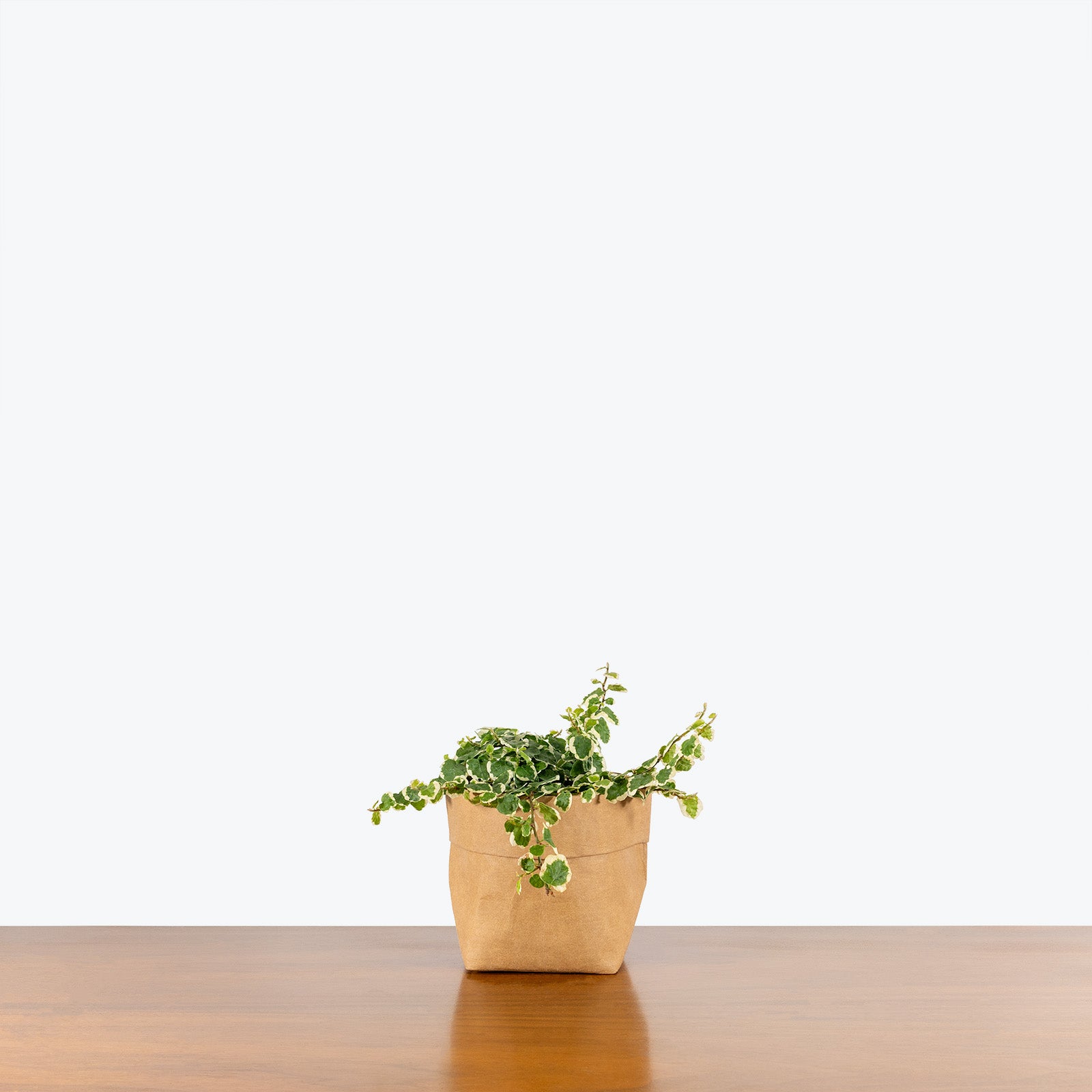 Ficus Pumila Variegata | Variegated Creeping Fig | Care Guide and Pro Tips - Delivery from Toronto across Canada - JOMO Studio