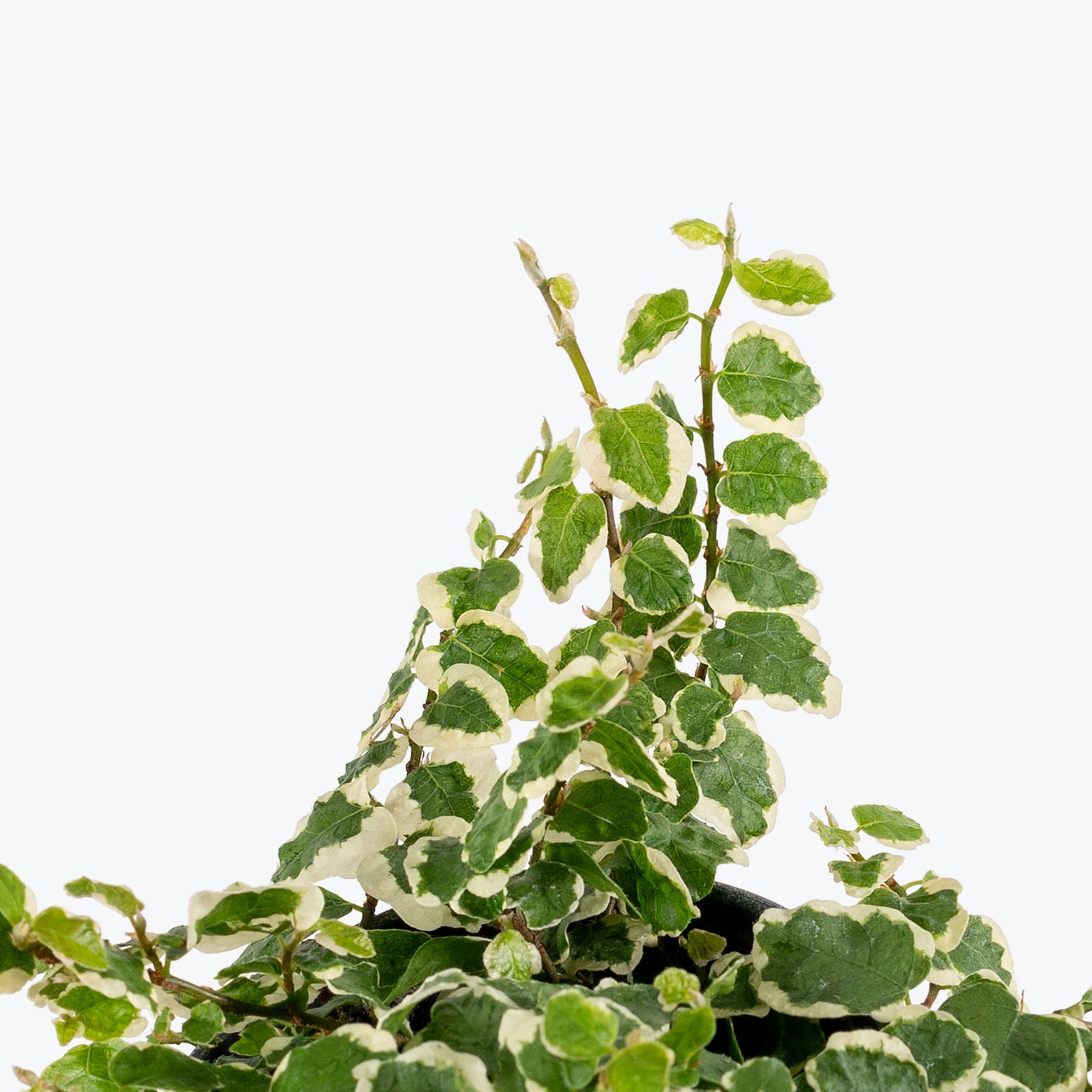 Ficus Pumila Variegata | Variegated Creeping Fig | Care Guide and Pro Tips - Delivery from Toronto across Canada - JOMO Studio