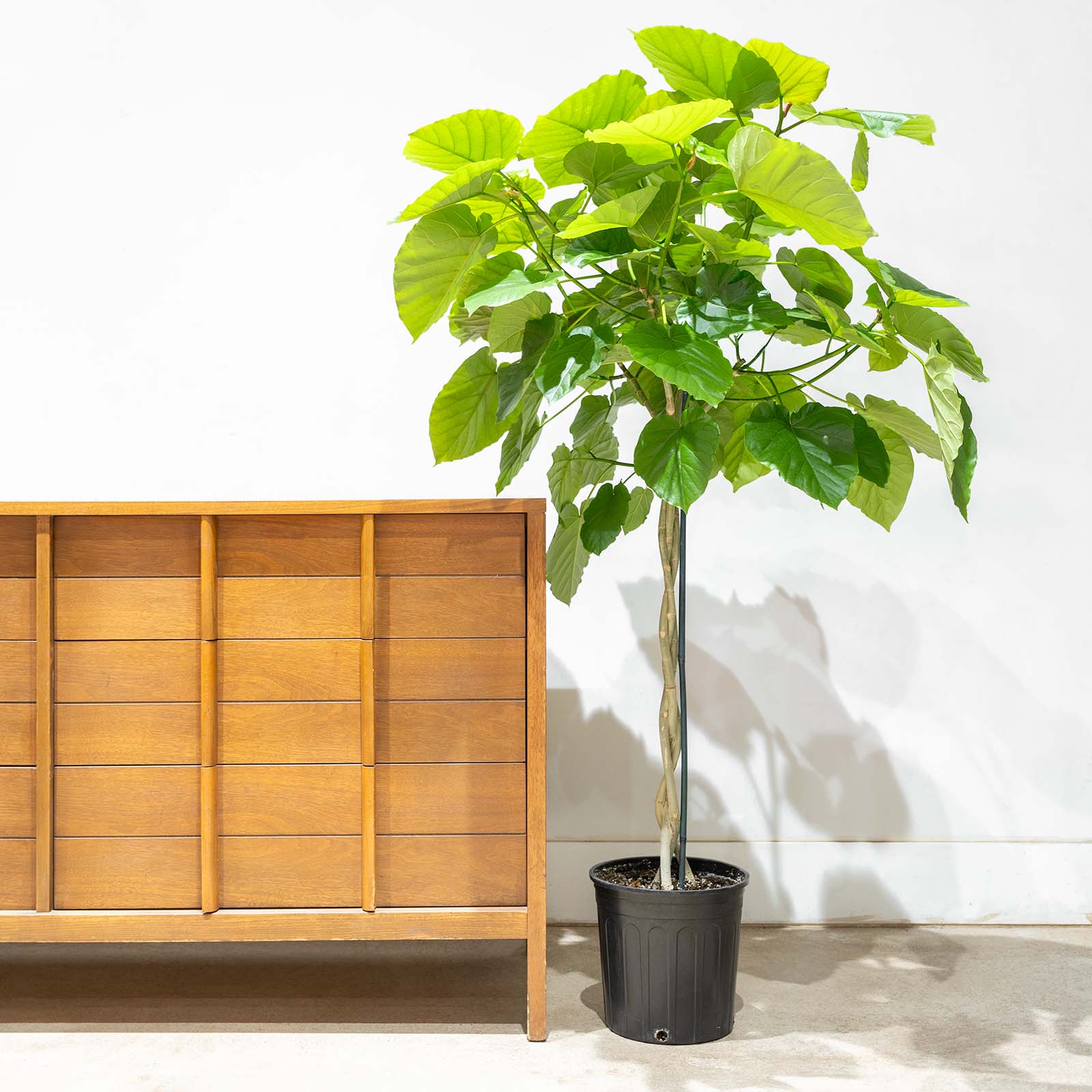 Ficus Umbellata - House Plants Delivery Toronto - JOMO Studio