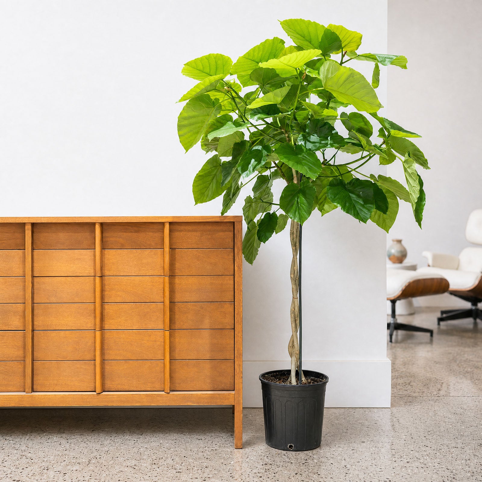 Ficus Umbellata - House Plants Delivery Toronto - JOMO Studio