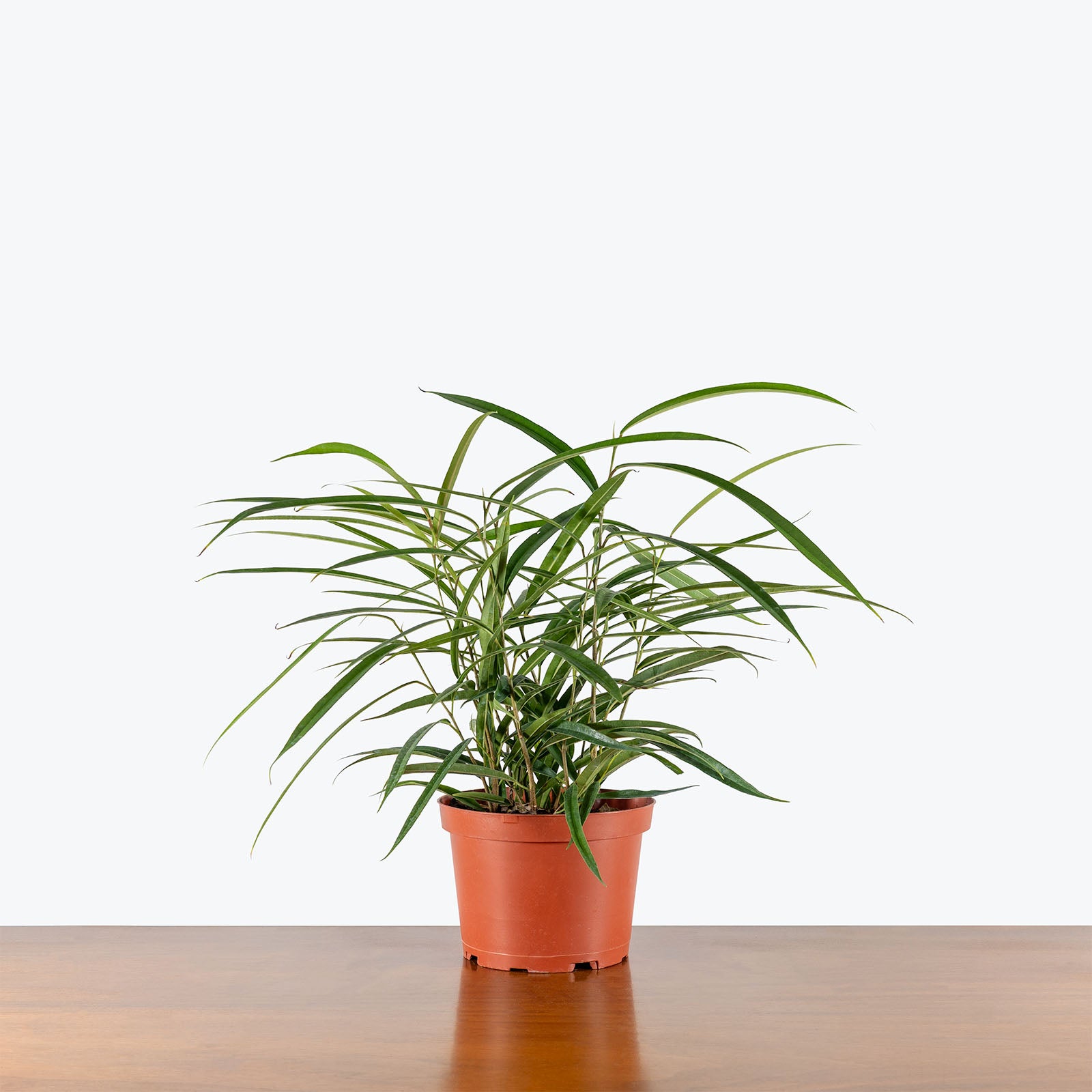 Ficus Alii | The King of Ficus | Care Guide and Pro Tips - Delivery from Toronto across Canada - JOMO Studio
