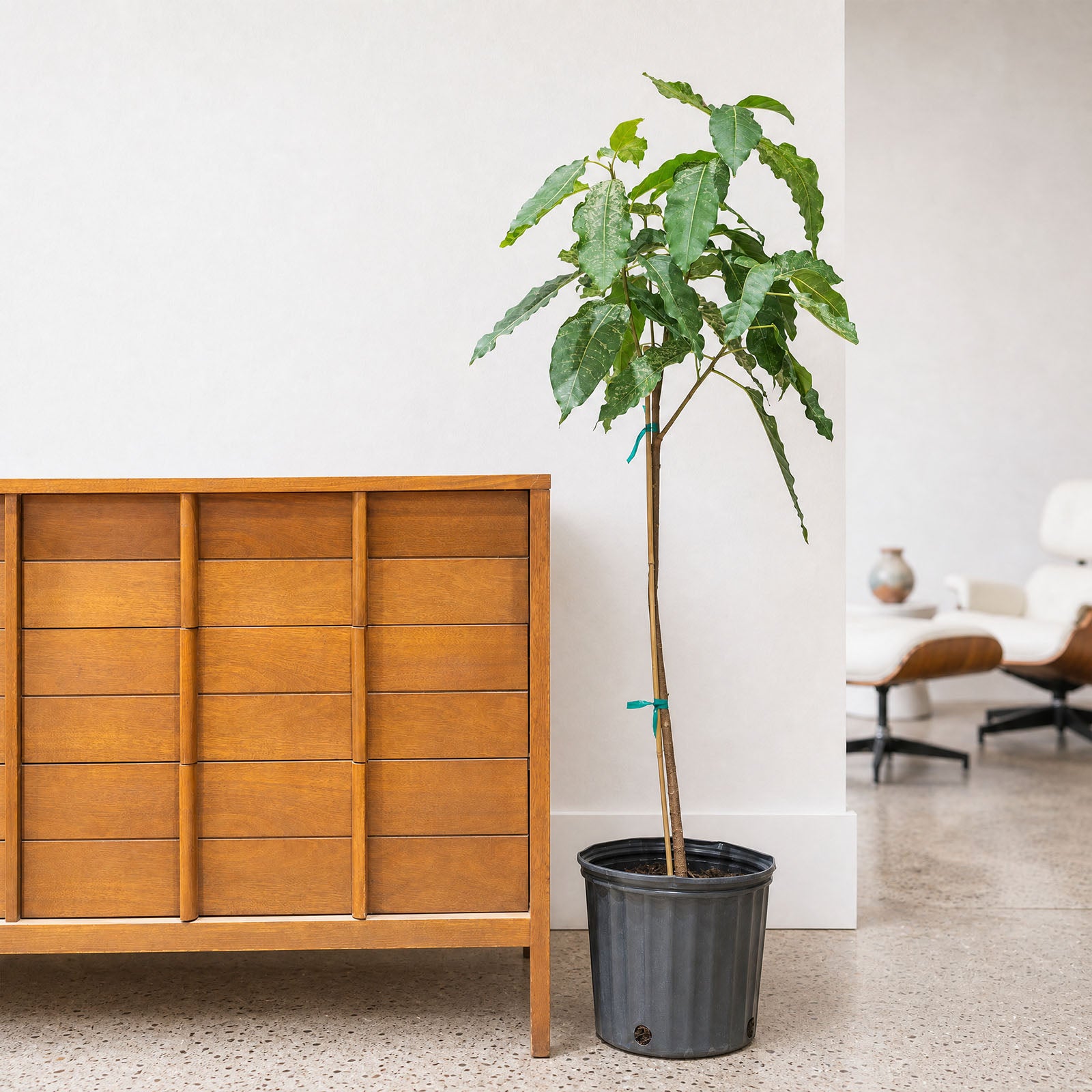 Ficus Aspera Variegata | Care Guide and Pro Tips - Delivery from Toronto across Canada - JOMO Studio