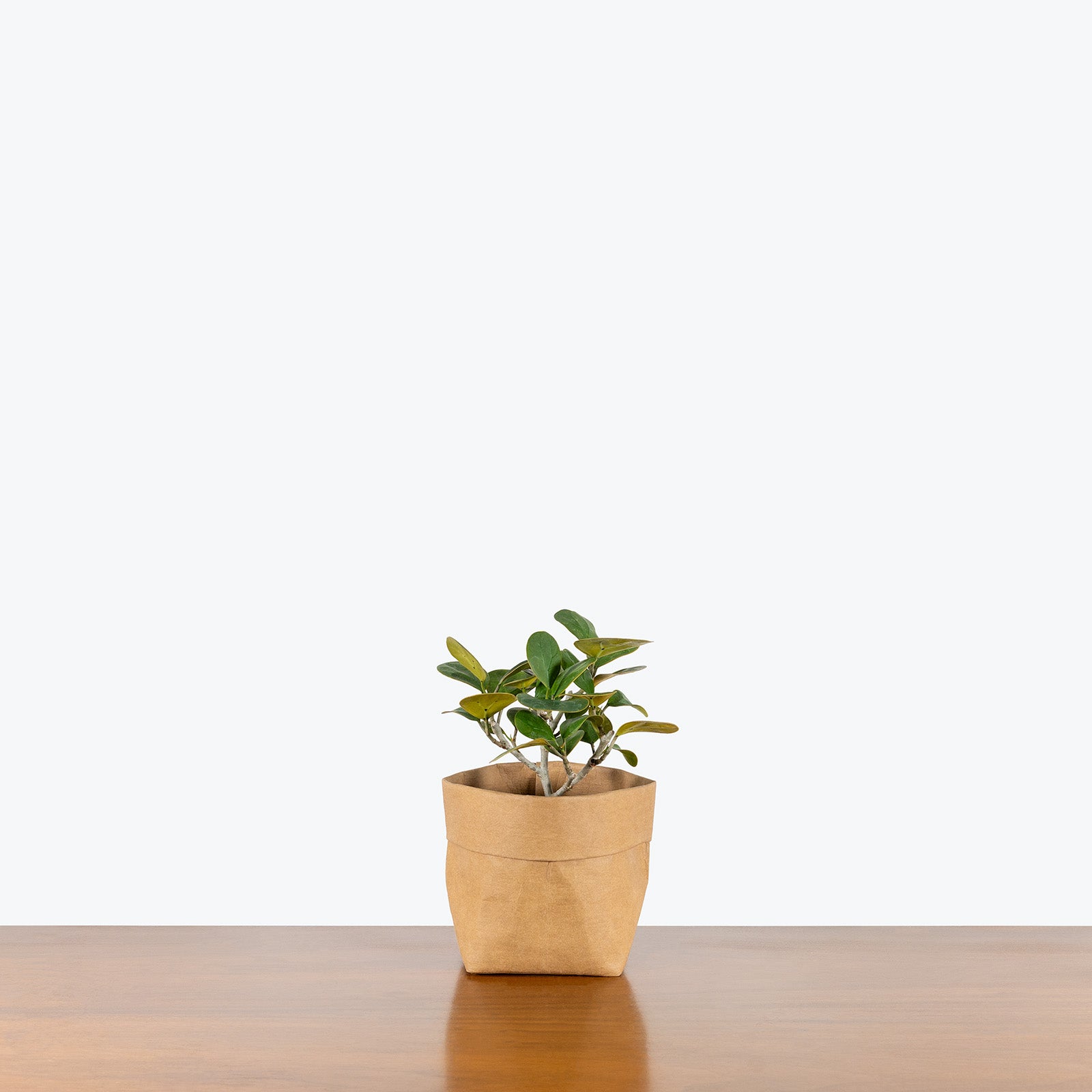 Ficus Diversifolia | Care Guide and Pro Tips - Delivery from Toronto across Canada - JOMO Studio