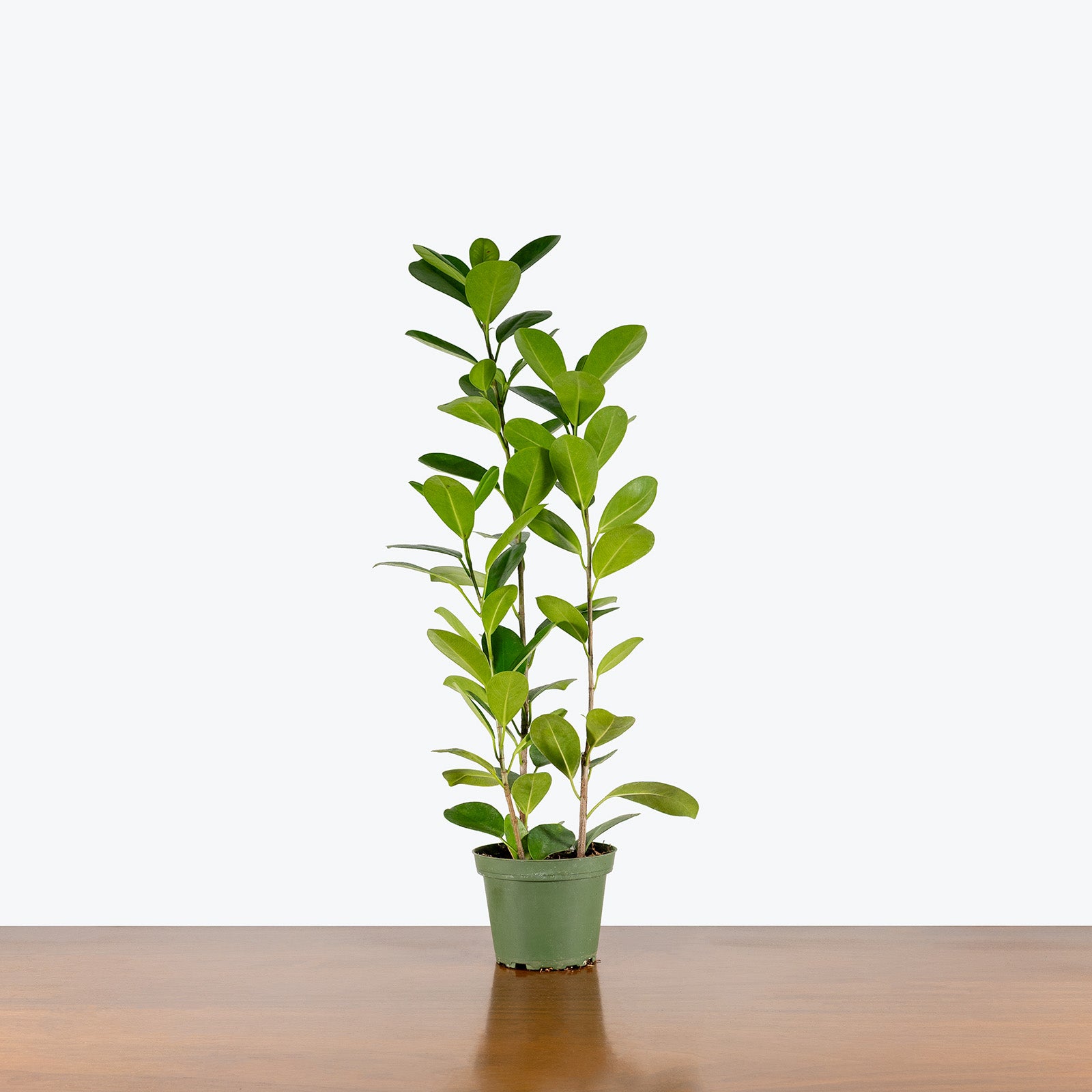 Ficus Moclame | Care Guide and Pro Tips - Delivery from Toronto across Canada - JOMO Studio