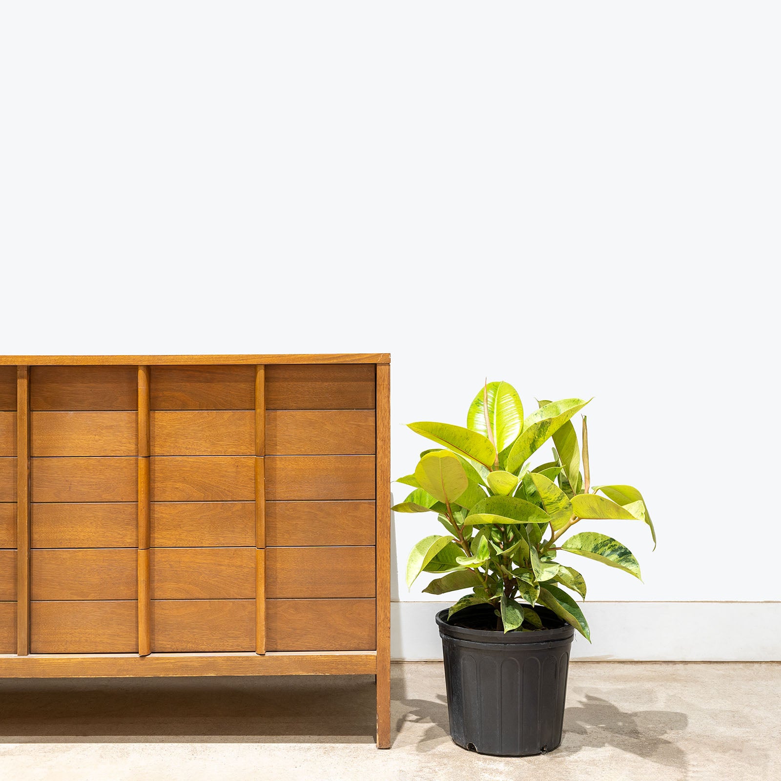 Ficus Shivereana Moonshine | Care Guide and Pro Tips - Delivery from Toronto across Canada - JOMO Studio