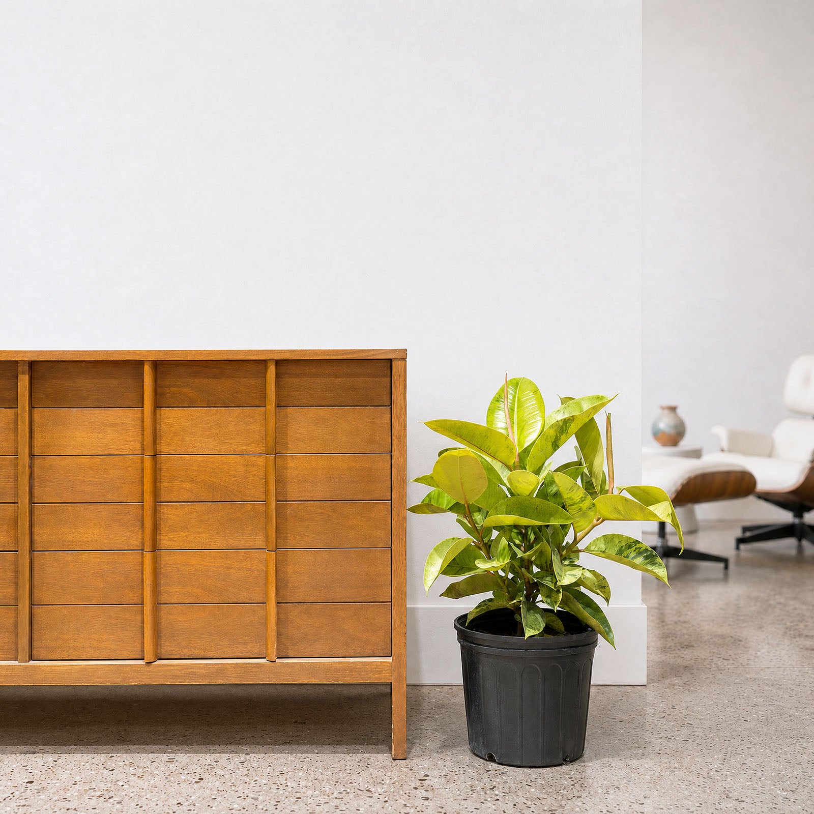 Ficus Shivereana Moonshine | Care Guide and Pro Tips - Delivery from Toronto across Canada - JOMO Studio
