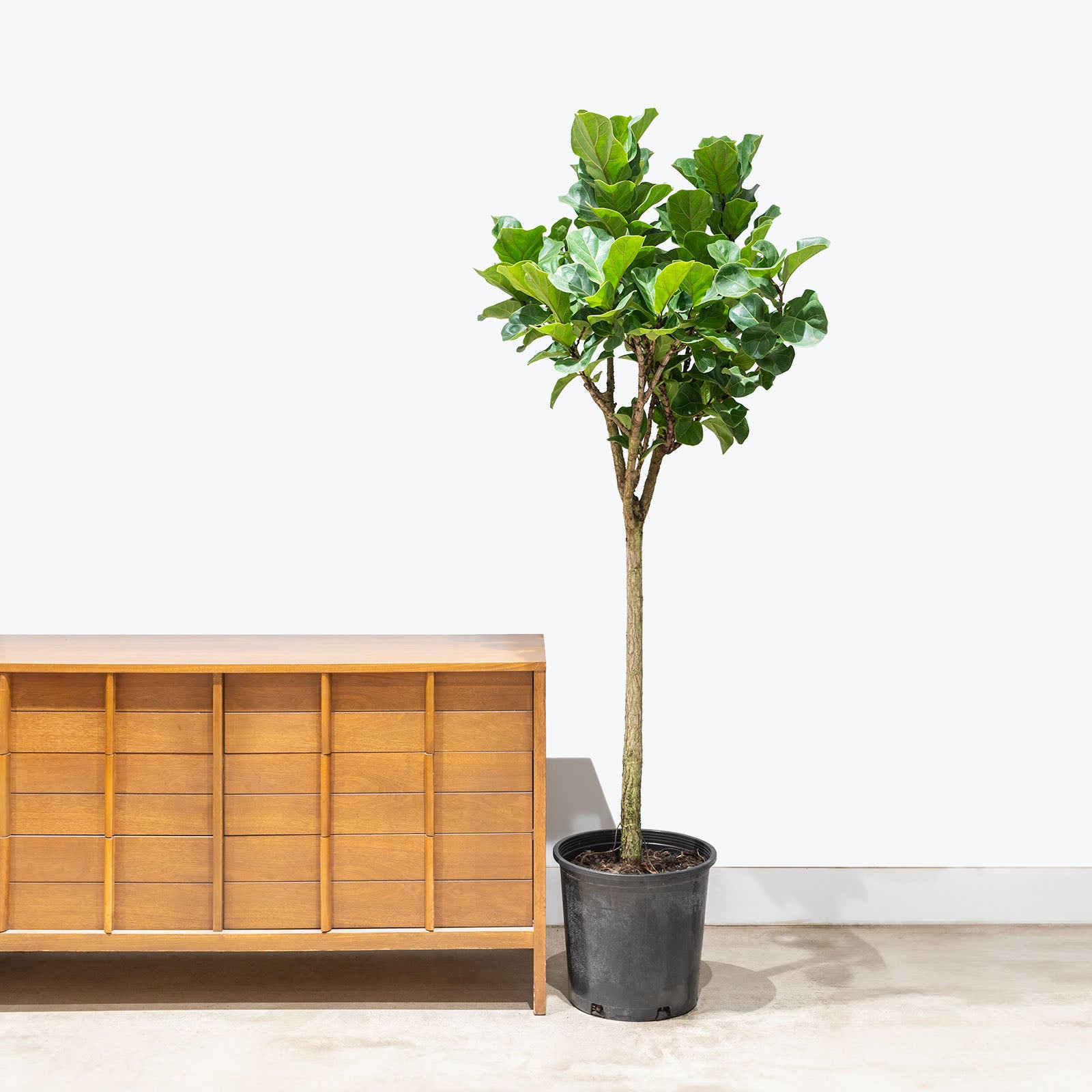 Fiddle Leaf Fig Bambino | Care Guide and Pro Tips - Delivery from Toronto across Canada - JOMO Studio