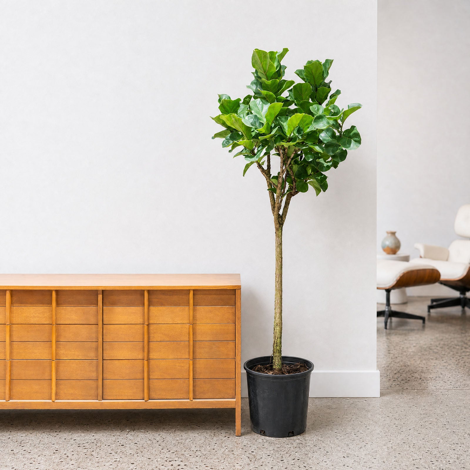 Fiddle Leaf Fig Bambino | Care Guide and Pro Tips - Delivery from Toronto across Canada - JOMO Studio