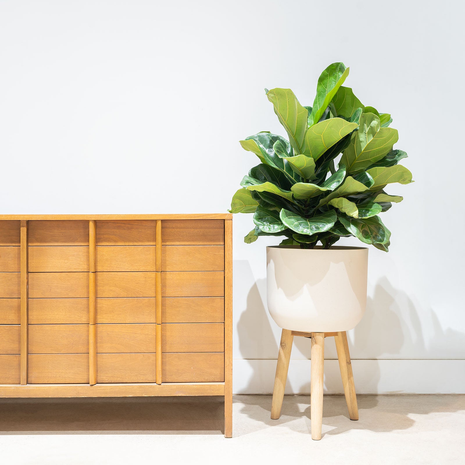 Fiddle Leaf Fig Bush | Care Guide and Pro Tips - Delivery from Toronto across Canada - JOMO Studio