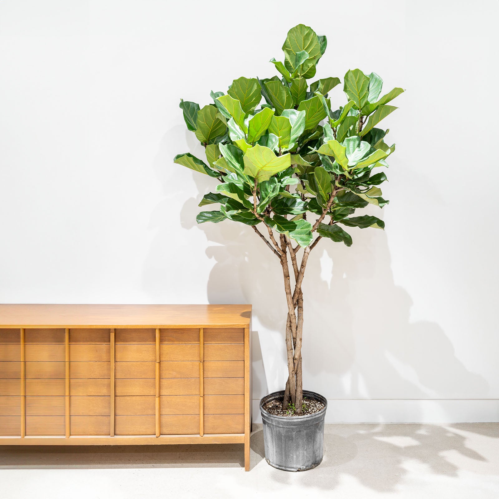 Fiddle Leaf Fig Tree - House Plants Delivery Toronto Canada - JOMO Studio